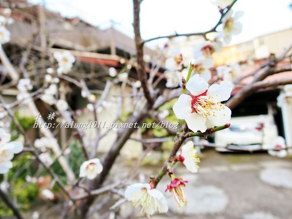 今戶神社 (34).JPG