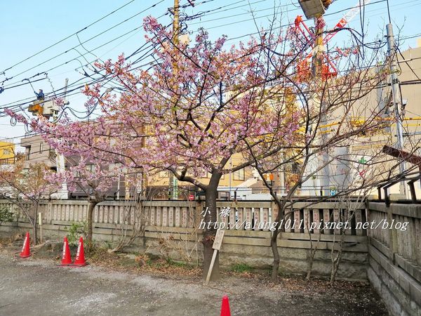 今戶神社 (30).JPG