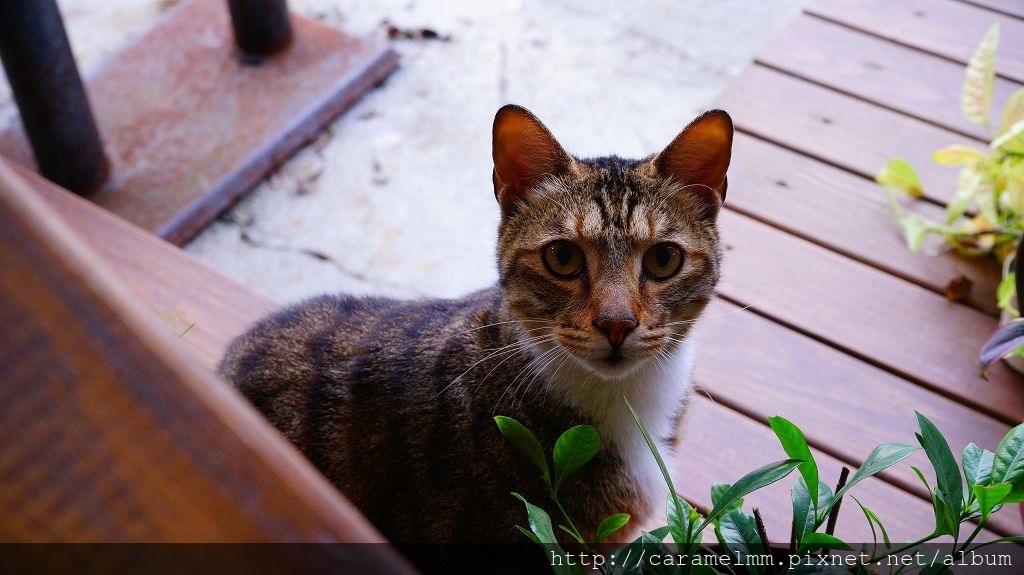 石碇小野Lisa coffee DSC09604.jpg