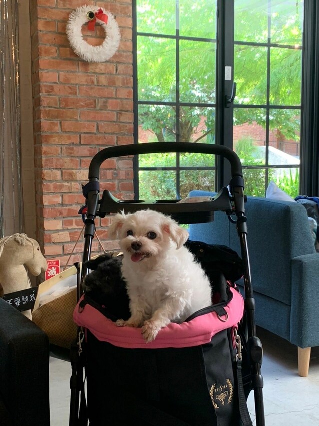 陽明山寵物友善餐廳｜Brick Yard 33 1/3 美軍俱樂部餐廳 台北小美國 戶外水池超chill ！