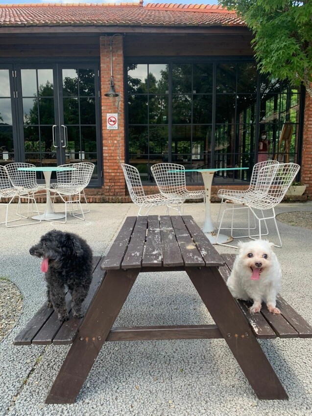 陽明山寵物友善餐廳｜Brick Yard 33 1/3 美軍俱樂部餐廳 台北小美國 戶外水池超chill ！