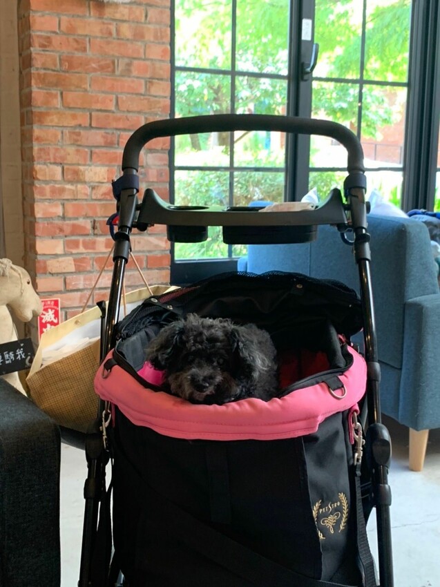 陽明山寵物友善餐廳｜Brick Yard 33 1/3 美軍俱樂部餐廳 台北小美國 戶外水池超chill ！