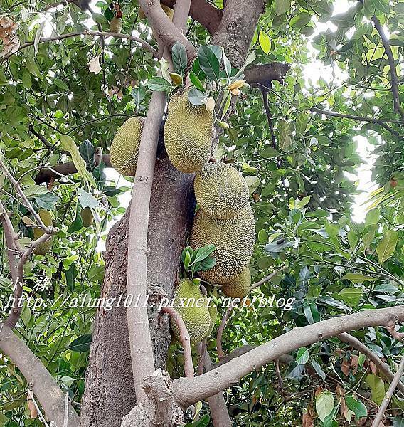 麟洛鄭成功廟  (29).jpg