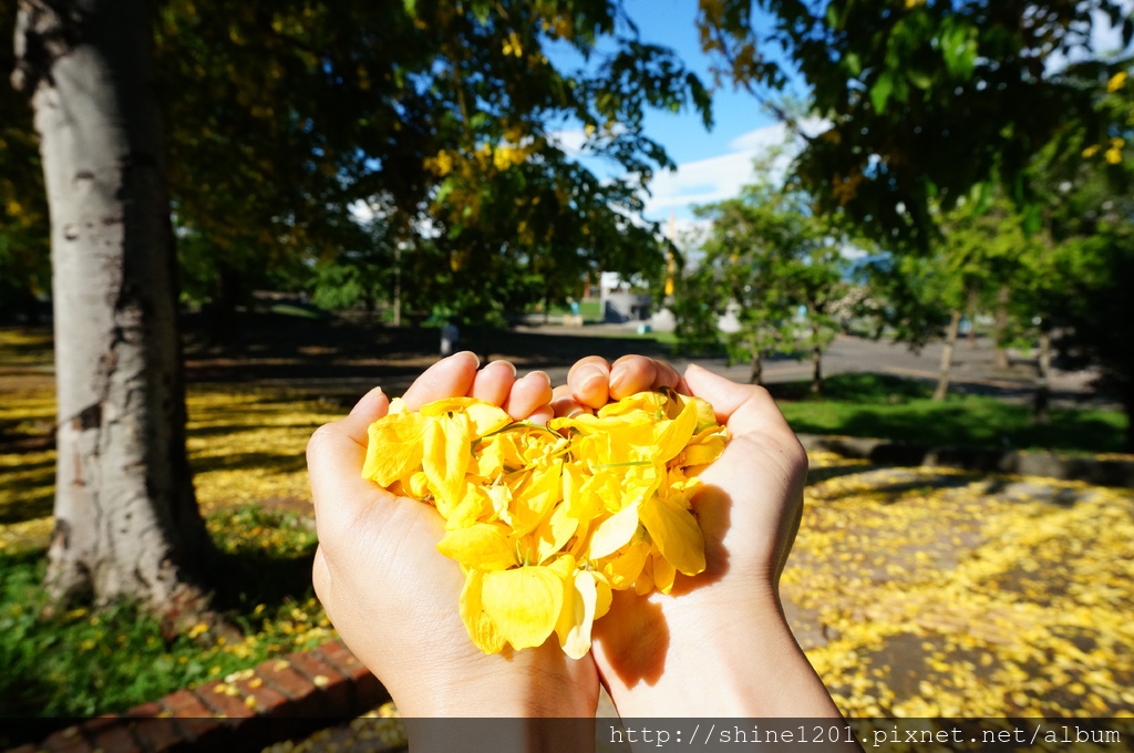 屏東景點.阿勃勒|麟洛運動公園賞金黃大道去