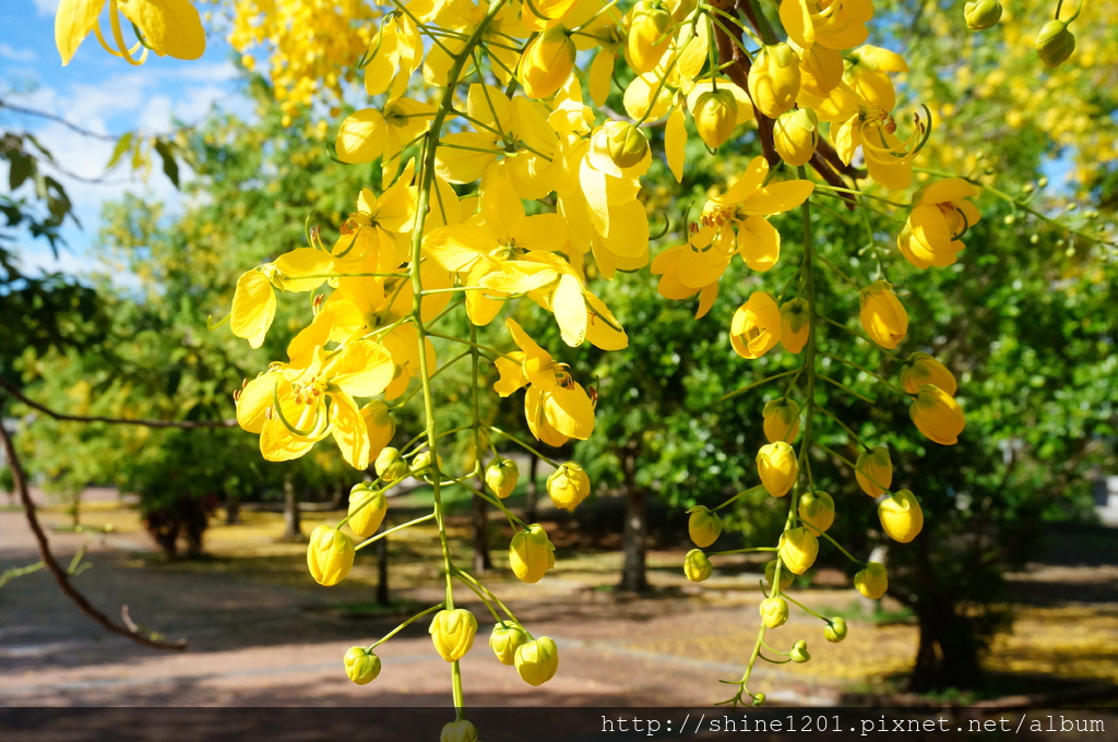 屏東景點.阿勃勒|麟洛運動公園賞金黃大道去