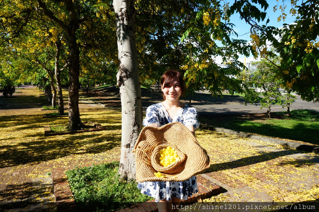 屏東景點.阿勃勒|麟洛運動公園賞金黃大道去