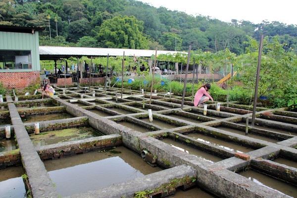 李機場摸蜆農場:【桃園大溪景點】李機場摸蜆農場~假日限定 體驗摸蜆釣螯蝦樂趣親子遊