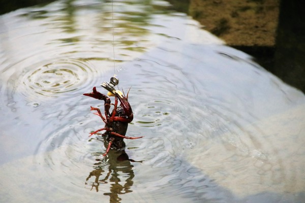 李機場摸蜆農場:【桃園大溪景點】李機場摸蜆農場~假日限定 體驗摸蜆釣螯蝦樂趣親子遊