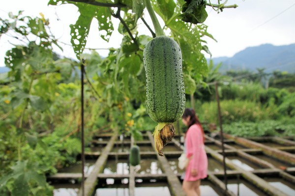 李機場摸蜆農場:【桃園大溪景點】李機場摸蜆農場~假日限定 體驗摸蜆釣螯蝦樂趣親子遊