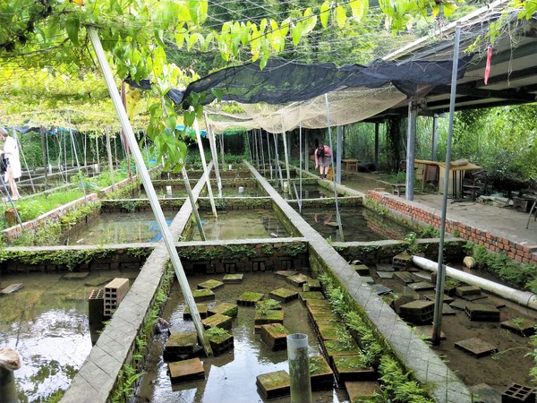 李機場摸蜆農場:【桃園大溪景點】李機場摸蜆農場~假日限定 體驗摸蜆釣螯蝦樂趣親子遊