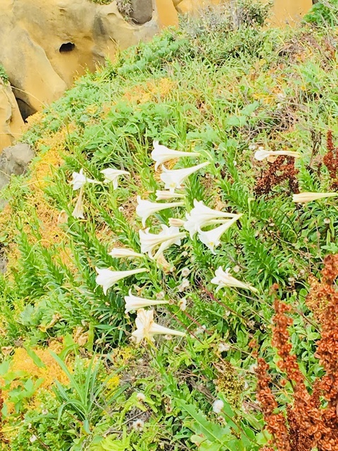 IMG_3385.JPG - 2018基隆新景點