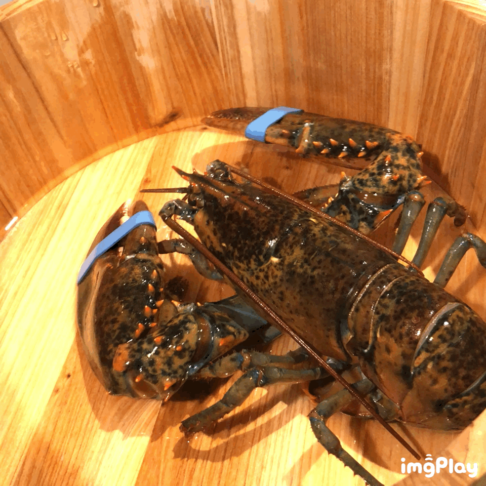 【台北】釧井-日本三大和牛飛驒牛專門店-A5等級全牛+大盛海鮮鍋物