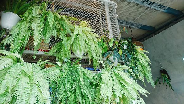 71668851_2652657918099214_8981646033280827392_n