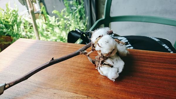 71233520_2652657751432564_1209212235046453248_n