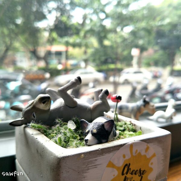 遇fun胃_起司蹦三明治 Cheese bomb||台中美食||近中國醫藥大學早午餐||舒適的早午餐店 推薦香嫩豬排起司蛋三明治 還有超熱情可愛的柯基狗摩卡 喜歡狗狗的你們絕對不能錯過