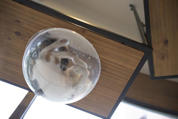 FunLife Gelato Cats Cafe - 19