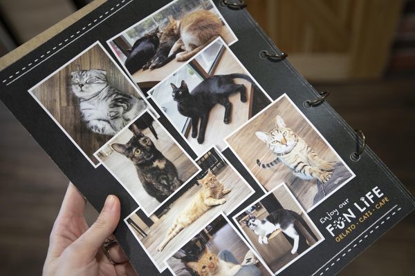 FunLife Gelato Cats Cafe - 31