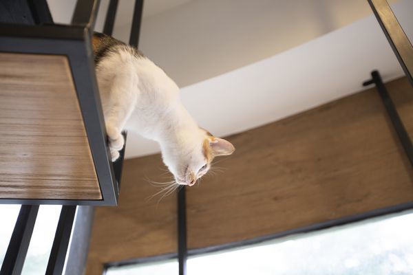 FunLife Gelato Cats Cafe - 26