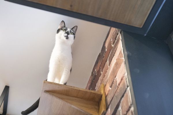 FunLife Gelato Cats Cafe - 17