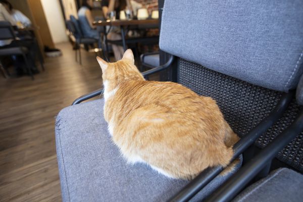 FunLife Gelato Cats Cafe - 20