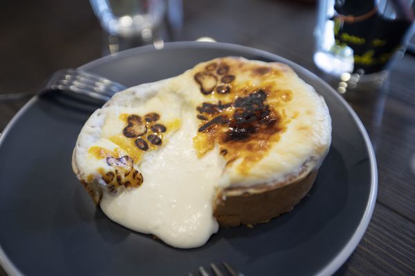 FunLife Gelato Cats Cafe - 10