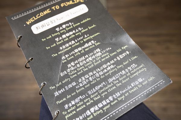 FunLife Gelato Cats Cafe - 39