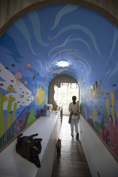 FunLife Gelato Cats Cafe - 13