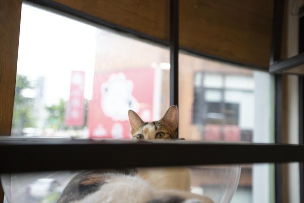 FunLife Gelato Cats Cafe - 16