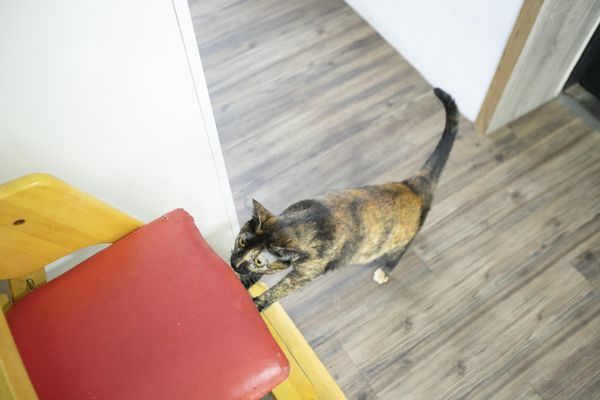 FunLife Gelato Cats Cafe - 11