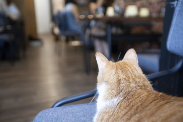 FunLife Gelato Cats Cafe - 21