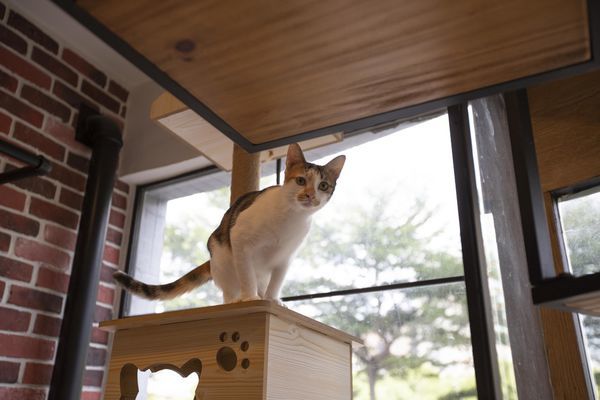 FunLife Gelato Cats Cafe - 25