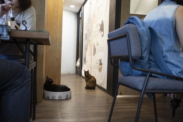 FunLife Gelato Cats Cafe - 28