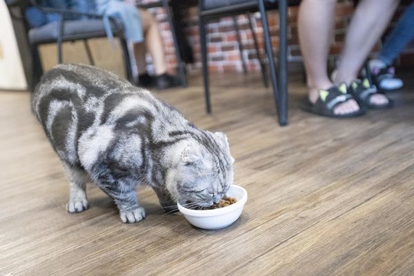 FunLife Gelato Cats Cafe - 6