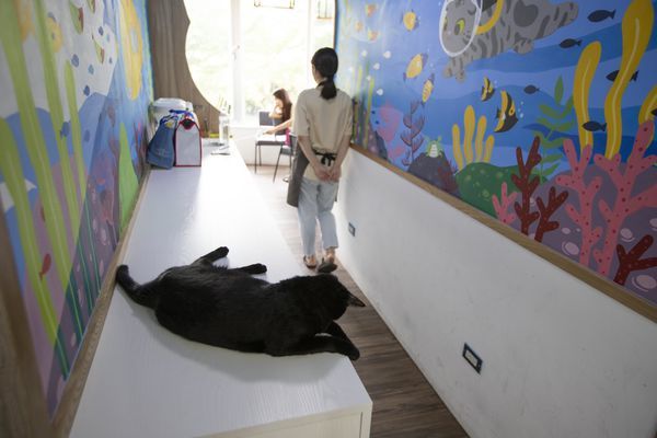 FunLife Gelato Cats Cafe - 14