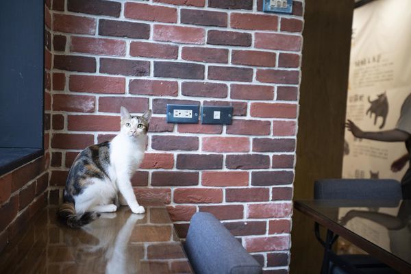 FunLife Gelato Cats Cafe - 2