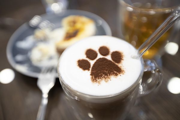 FunLife Gelato Cats Cafe - 1