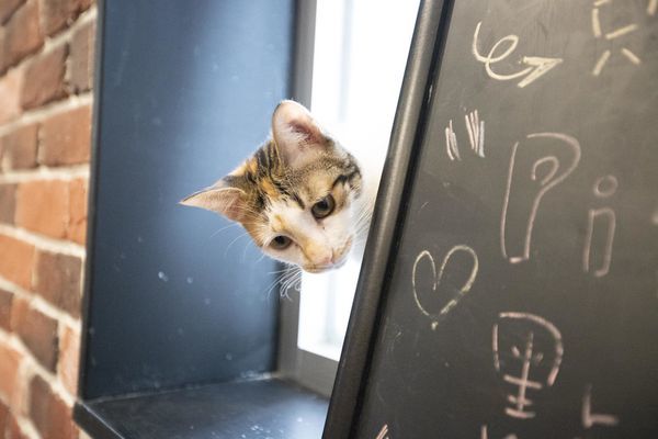 FunLife Gelato Cats Cafe - 3