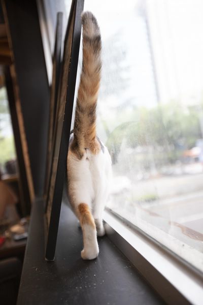 FunLife Gelato Cats Cafe - 5