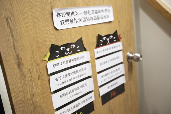 FunLife Gelato Cats Cafe - 30