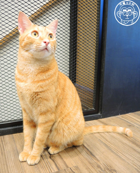 Fun Life - Gelato。Cats。Café:呷飽祙【新北板橋・Fun Life - Gelato。Cats。Café】新開寵物餐廳