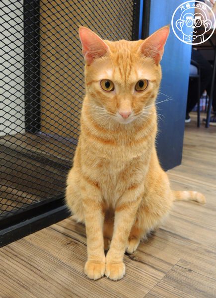 Fun Life - Gelato。Cats。Café:呷飽祙【新北板橋・Fun Life - Gelato。Cats。Café】新開寵物餐廳