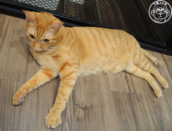 Fun Life - Gelato。Cats。Café:呷飽祙【新北板橋・Fun Life - Gelato。Cats。Café】新開寵物餐廳