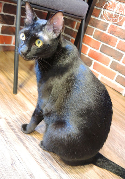 Fun Life - Gelato。Cats。Café:呷飽祙【新北板橋・Fun Life - Gelato。Cats。Café】新開寵物餐廳