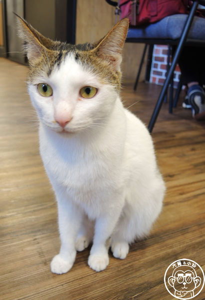 Fun Life - Gelato。Cats。Café:呷飽祙【新北板橋・Fun Life - Gelato。Cats。Café】新開寵物餐廳