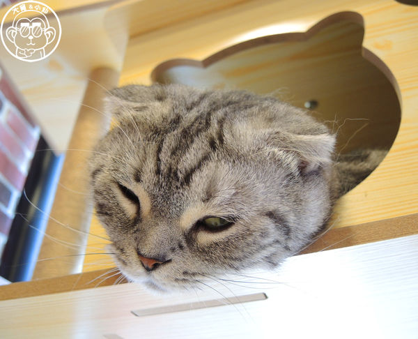 Fun Life - Gelato。Cats。Café:呷飽祙【新北板橋・Fun Life - Gelato。Cats。Café】新開寵物餐廳