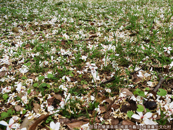 長庚養生文化村09-草皮上的落花.JPG