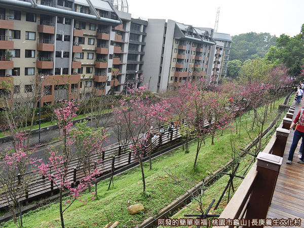 長庚養生文化村19-木棧道兩旁種植整排的八重櫻.JPG
