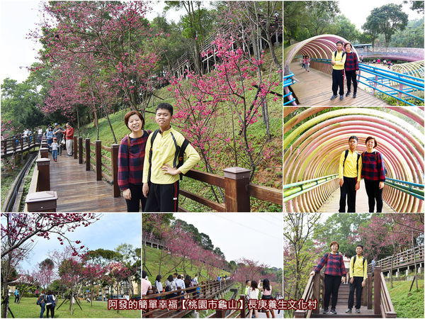 Z字型八重櫻木棧步道平台，童趣與IG熱門打卡的粉色圈圈隧道 