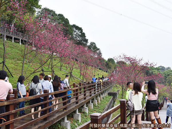 長庚養生文化村21-慕名而來的賞花人潮.JPG