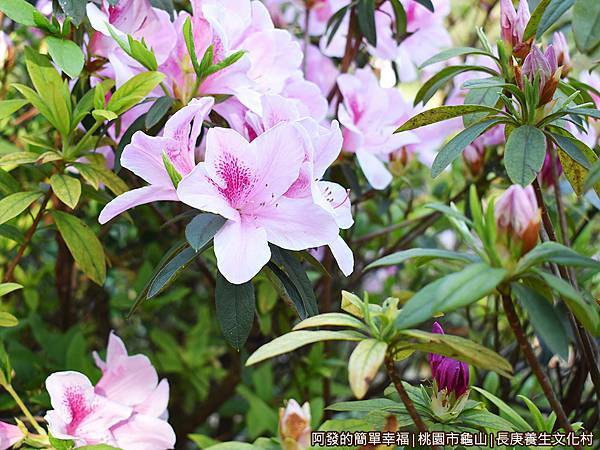 長庚養生文化村06-盛開的杜鵑花.JPG